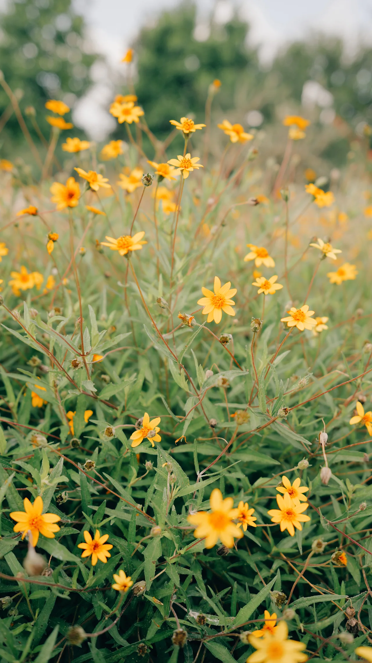 Yellow wildflowers rise amid grasses in soft light.